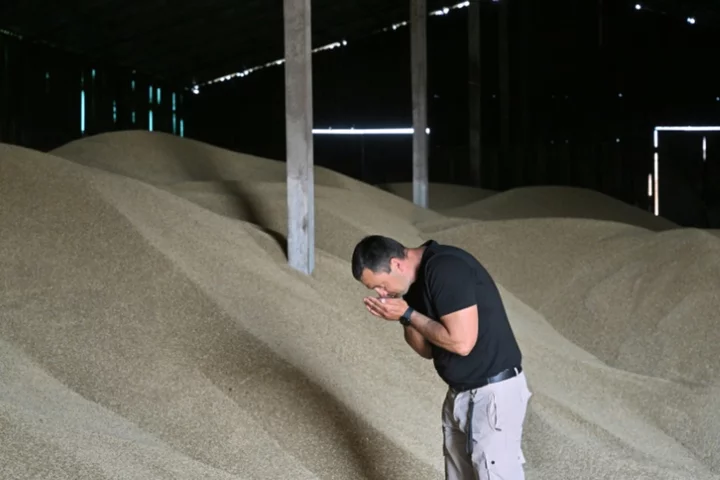 'No way out': Ukraine farmers lament collapse of grain deal