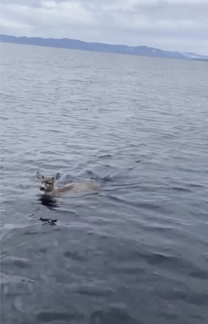 Deer struggling in cold Alaskan waters saved by wildlife troopers who give them a lift in their boat