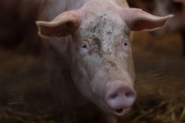 US pork firms divided over bill in Congress to overturn California animal welfare law