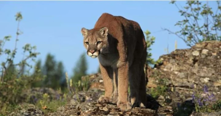 Are Cougars and Pumas the same species? Olympic National Park service tracking dangerous mountain lion