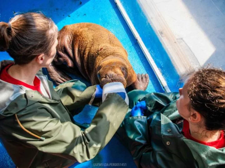 Rare walrus calf rescued in Alaska after wandering alone currently under 24/7 cuddle care