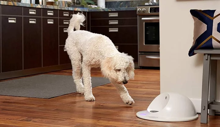 The best automatic dog feeders to keep your BFF fed on time