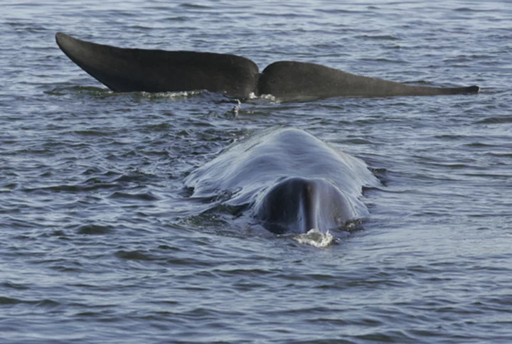 Iceland says commercial whaling can resume after temporary ban