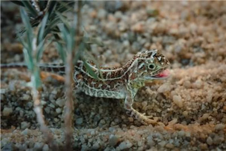 Critically Endangered Reptile Gets Colossal Helping Hand