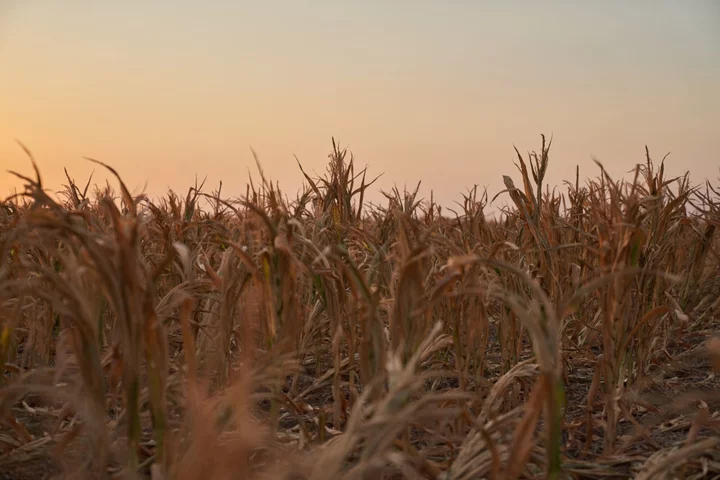 Argentina Plans to Weaken Forex Rate for Corn to Boost Exports