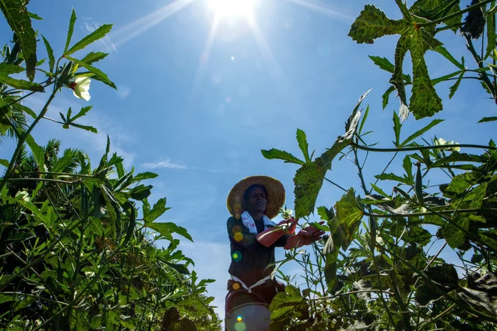 As Temperatures Climb, Millions More People Face Food Insecurity