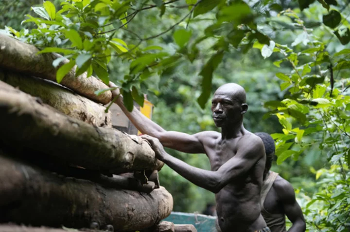 Logging is growing in a Nigerian forest home to endangered elephants. Rangers blame lax enforcement