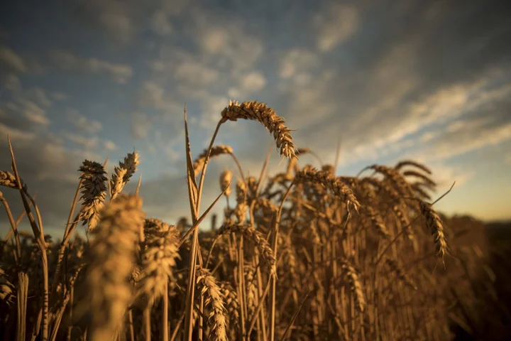 EU Ignites Battle Over Relaxed GMO Crop Rules in Green Push