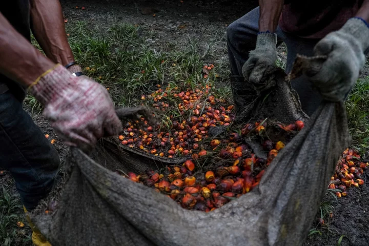 Malaysia’s LTAT Pension Fund to Make Boustead Plantations General Offer