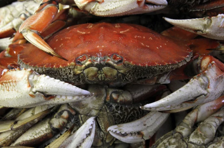 Oregon extends crab fishing restrictions to protect whales from getting caught in trap ropes