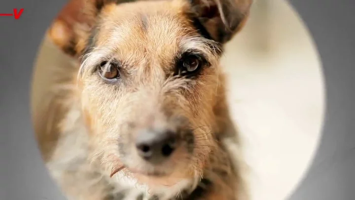 Drunk-driver attempts to switch seats with his dog after getting pulled over