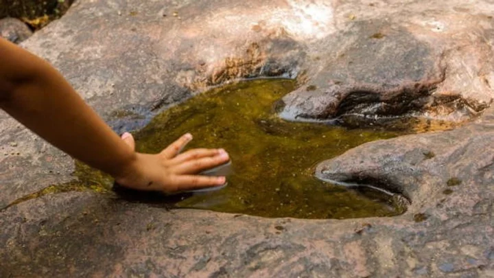 Woman questions existence of dinosaurs because 'their bones aren't everywhere'