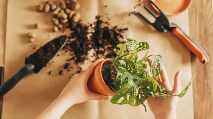 Garden Soil vs. Potting Soil: What's the Difference?