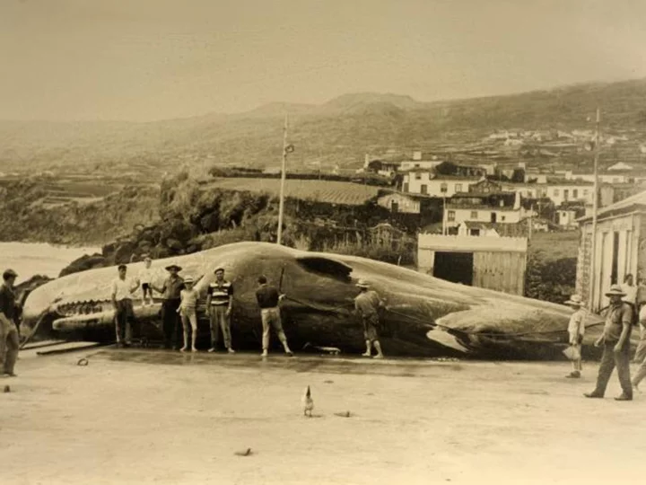 The islands that went from whale hunting to whale watching