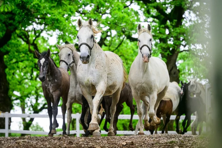 Slovenia celebrates UNESCO recognition for renowned Lipizzan horses