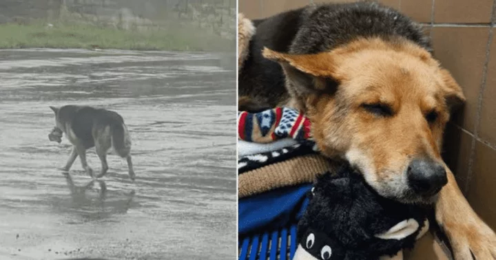 German Shepherd rescued after moving photos showed pooch roaming Detroit streets with a stuffed toy