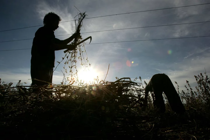 Chinese Soybean Appetite Is Fading, Meat Producer Says