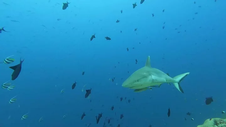 Shark that can live for 500 years found by fishermen leaving scientists baffled