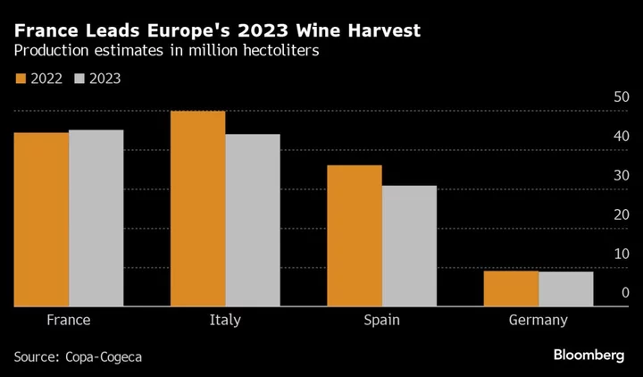Europe’s Wine Harvest Shrinks After Year of Challenging Weather