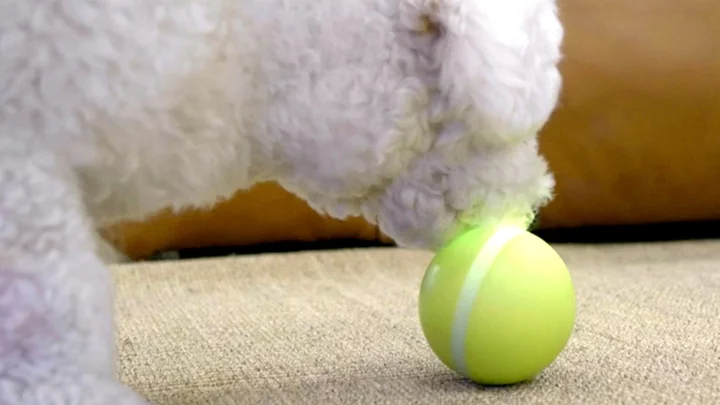 Entertain your dog or cat with The Wicked Ball, now $28