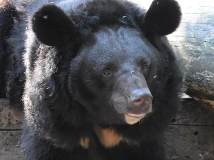 War-traumatized Ukrainian bear to be adopted by Scottish zoo