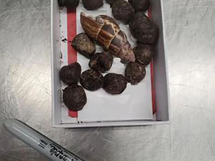 Customs seizes box of giraffe poop at Minnesota airport