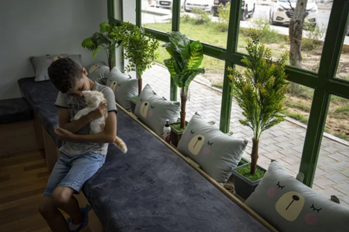 The Gaza Strip gets its first cat cafe, a cozy refuge from life under blockade