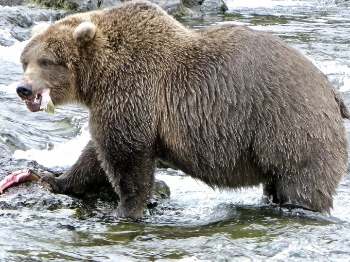 The fat bears have awoken and you can watch them live