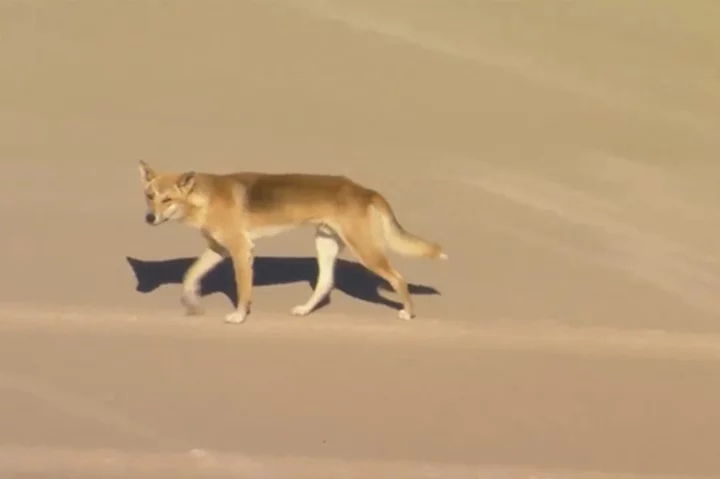Dingoes attack a woman jogging on Australian island beach and leave her hospitalized