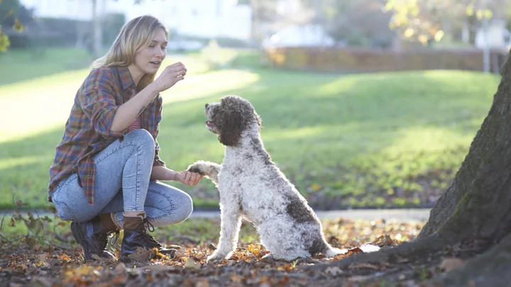 This comprehensive dog training bundle is on sale for 90% off