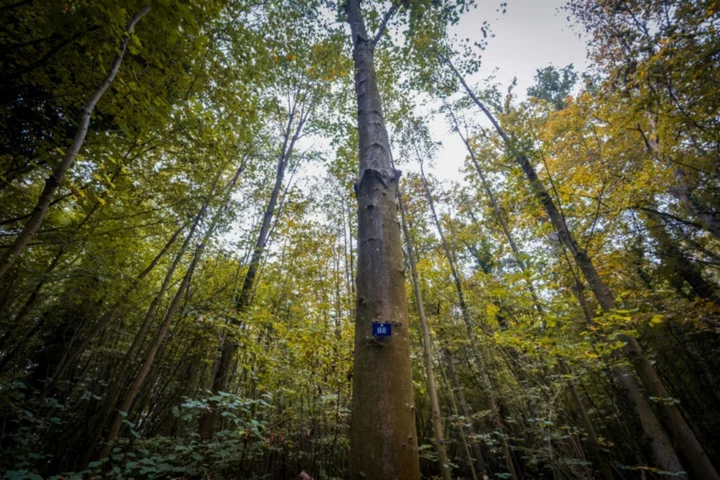 Eternal rest -- at the foot of a tree