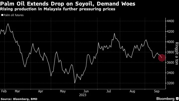 Palm Oil Extends Drop on Losses in Soyoil and Demand Concerns