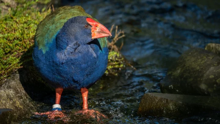 New Zealand birds: Takahe facing extinction find new home in sanctuary