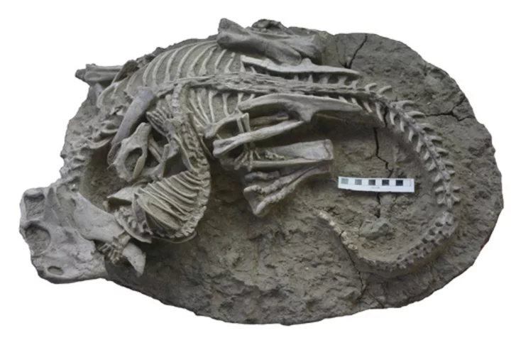 Mammals may have hunted down dinosaurs for dinner, rare fossil suggests