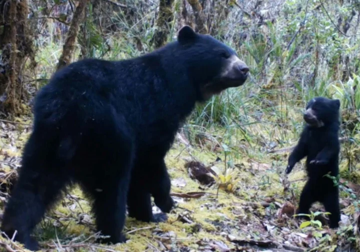 Colombian coffee growers welcome truce with 'Paddington' bear