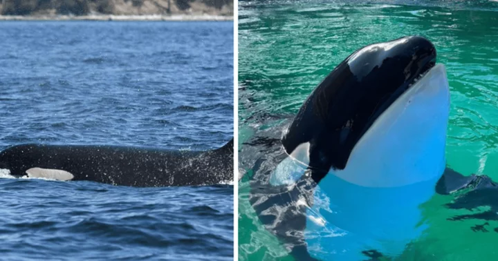 Is Lolita's mother still alive? Family of late Orca held captive in Miami Seaquarium for 5 decades was last seen in 2022