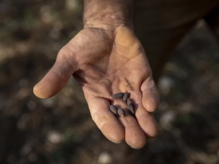 Olive oil is in trouble as extreme heat and drought push the industry into crisis