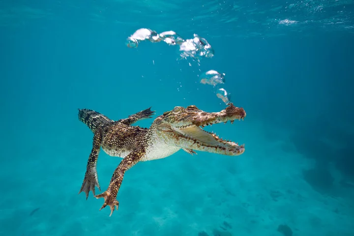 Man prises crocodile's jaws off his head at Australian resort