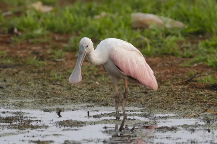 Birders flock to Green Bay to catch glimpse of Gulf Coast shorebird last seen in Wisconsin in 1845