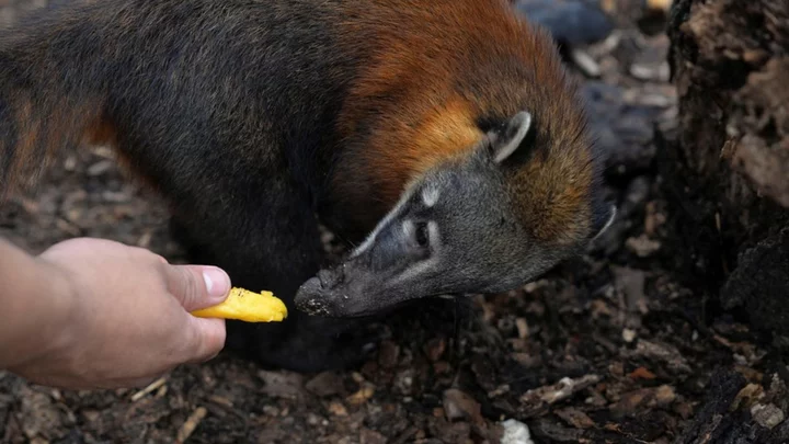 Bolivia wildfires: Locals care for animals affected by blazes