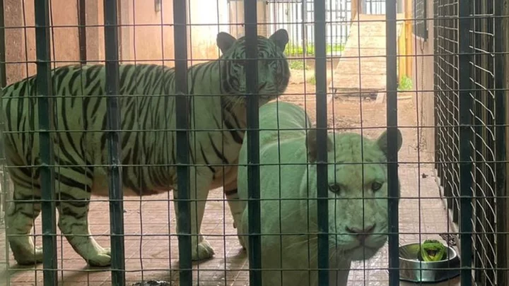 Pet tigers remain in Ghana home despite Accra court order