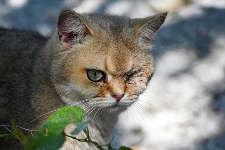 China's animal lovers fight illegal cat meat trade