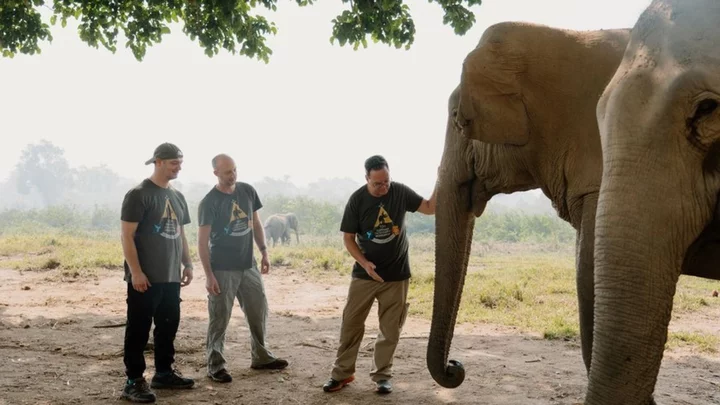 Longleat Safari Park osteopath helps develop Asian elephant care