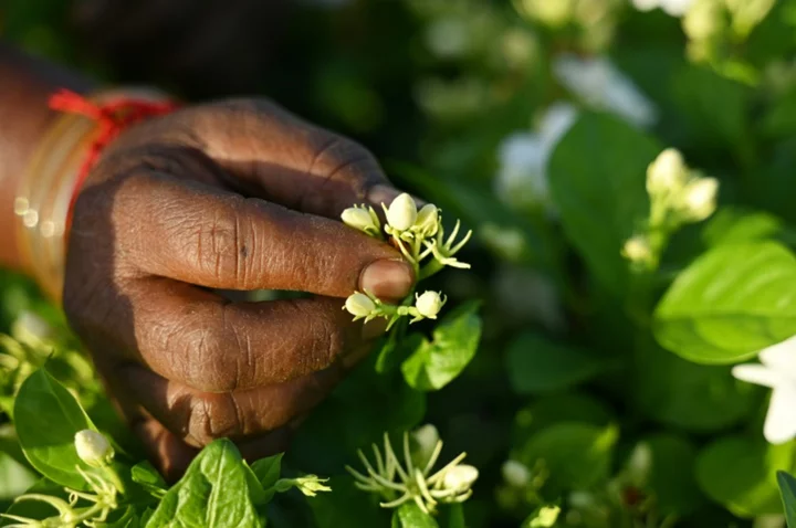 Scent of luxury: India's jasmine infuses global perfume