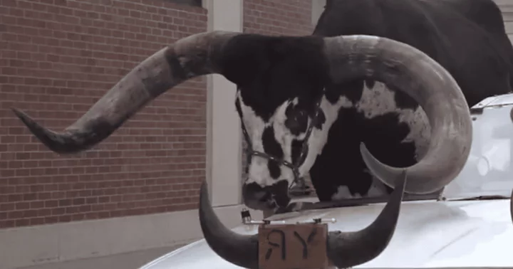 Huge Watusi bull named Howdy Doody goes viral after it gets pulled over by cops for 'riding shotgun' on highway