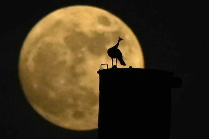 AP PHOTOS: Rare blue supermoon dazzles stargazers around the globe