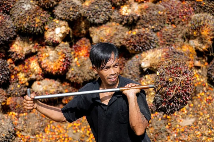 Indonesia, Malaysia to visit Brussels over concern about EU deforestation law