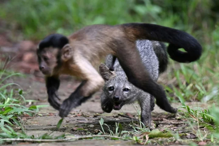 Repentant ranchers rescuing Colombian wildlife