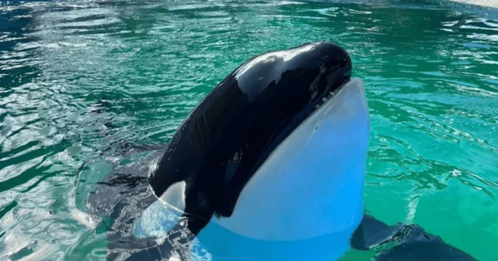 How long did Lolita aka Tokitae spend in captivity? 'World's loneliest whale' dies of kidney failure in tiny tank