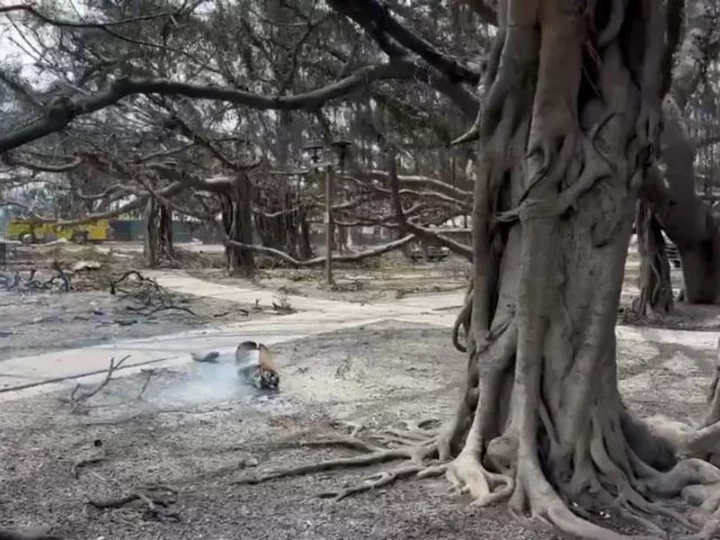 Lahaina's historic 150-year-old banyan tree was badly scorched by wildfires, but it's still standing